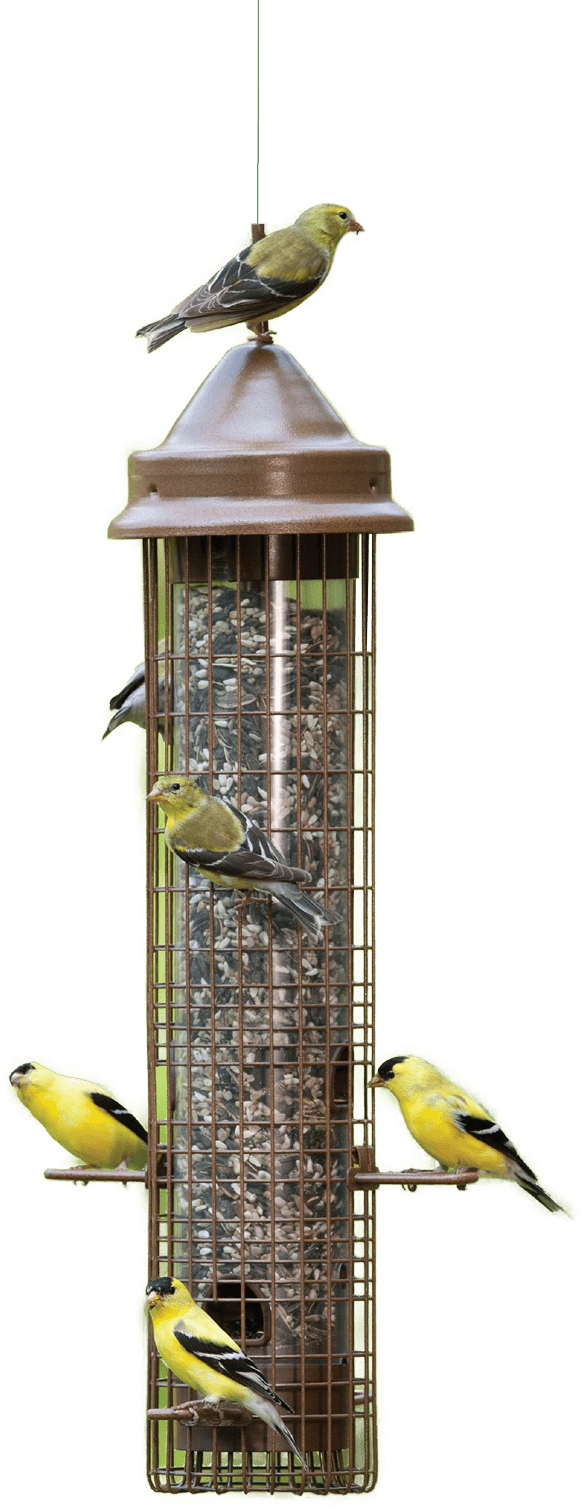 birds