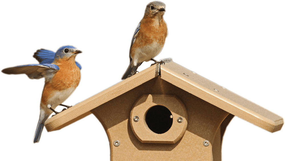 birds