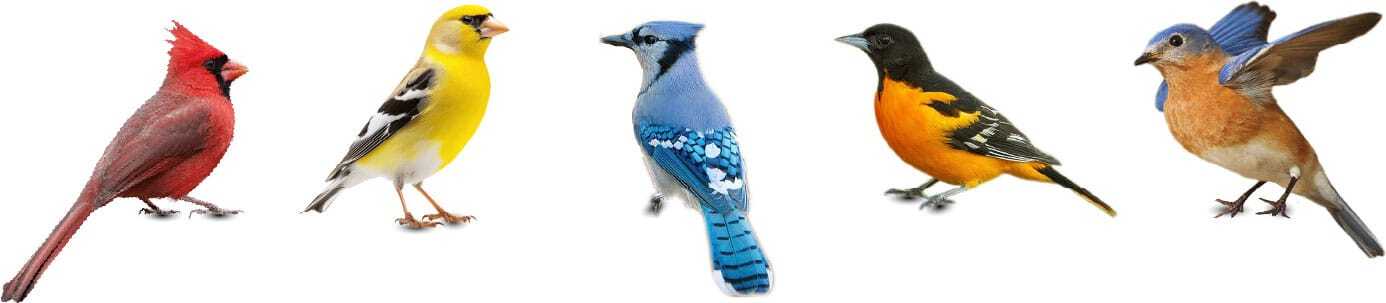 birds