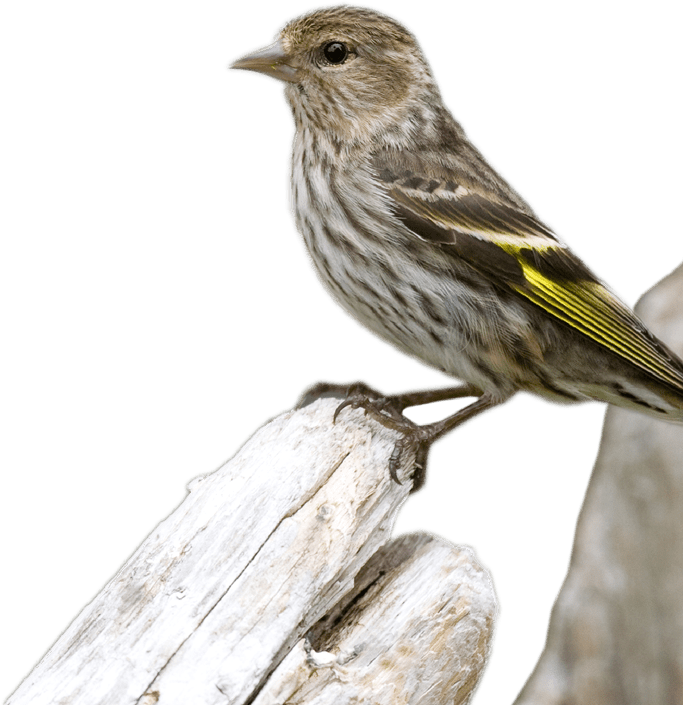 bird